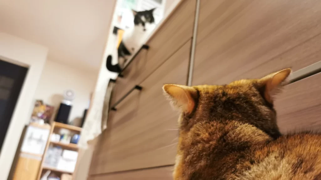 キッチンの上から見下ろす猫と怯える手前の猫の日常のワンシーン