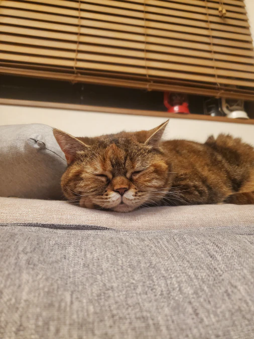 ソファで気持ちよさそうに眠る愛猫の写真